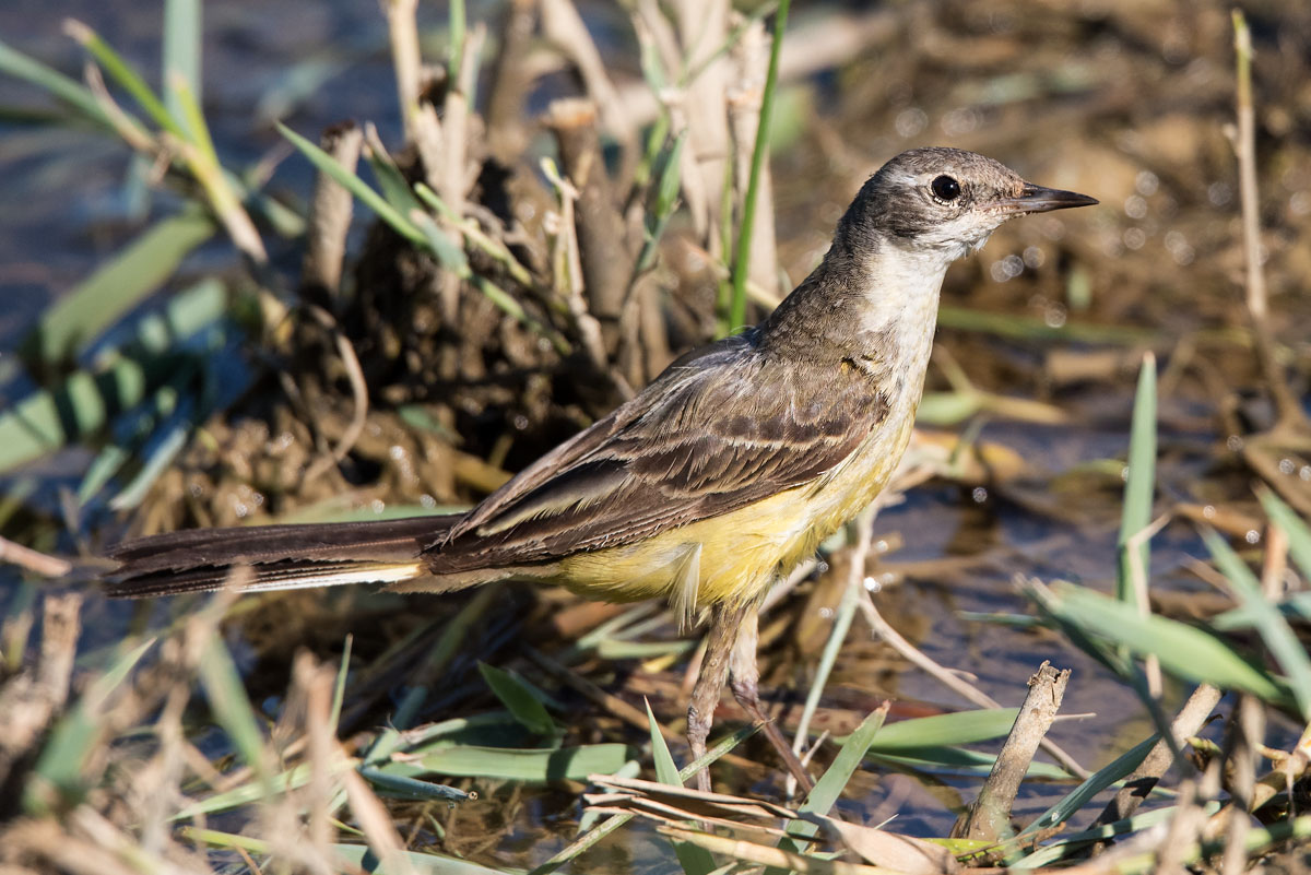 Identificazione uccellino: Cutrettola (Motacilla flava)